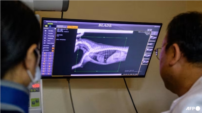 AI兽医驾到!韩国"X Caliber"让宠物看病快准又省心