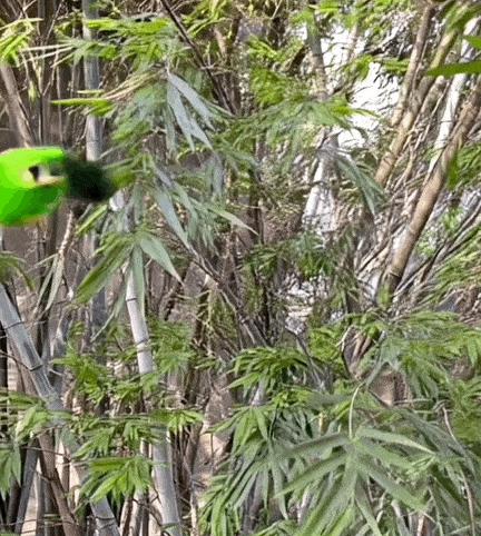 AI视频神器Pika，最近又推出了一个好玩的新功能：Pikaddition