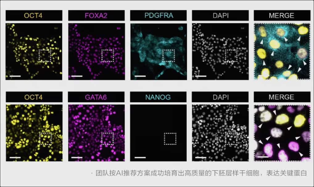 西湖大学联合阿里达摩院推出干细胞 AI 模型“归元”，可精准调控细胞“逆生长”