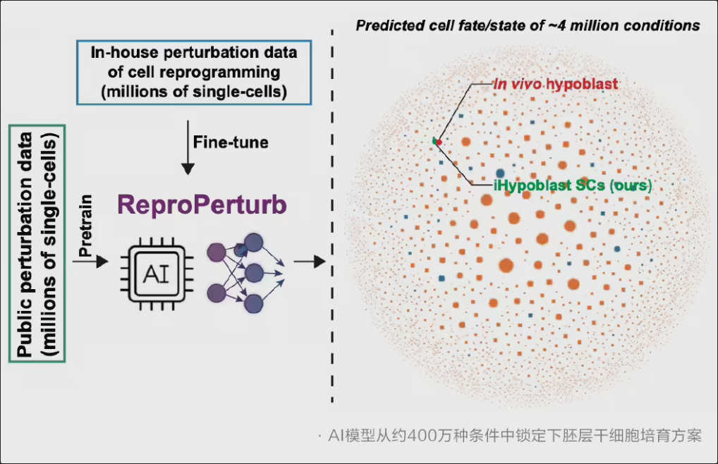 西湖大学联合阿里达摩院推出干细胞 AI 模型“归元”，可精准调控细胞“逆生长”
